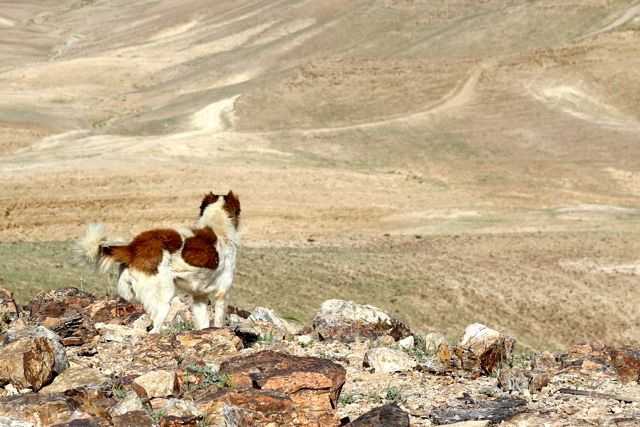 Afstressende ørkentur i Israels Negev-ørken
